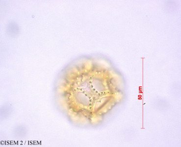ISEM 2/Taraxacum_officinale_29158/Taraxacum_officinale_29158_0001(copy)_thumb.jpg